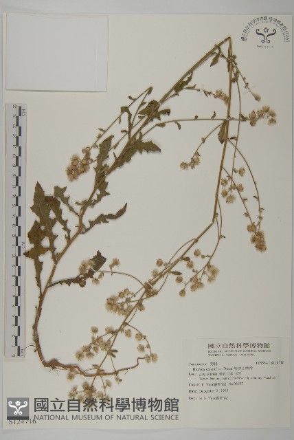 無梗艾納香藏品圖，第1張