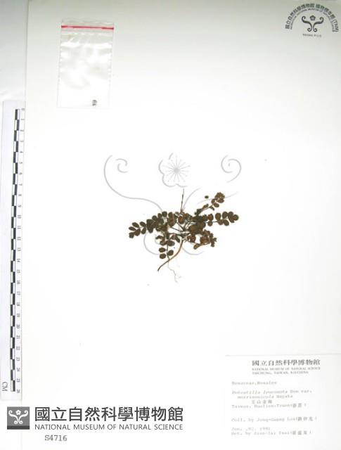 玉山金梅藏品圖，第1張