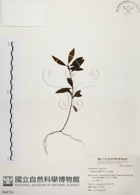 大明橘藏品圖，第1張