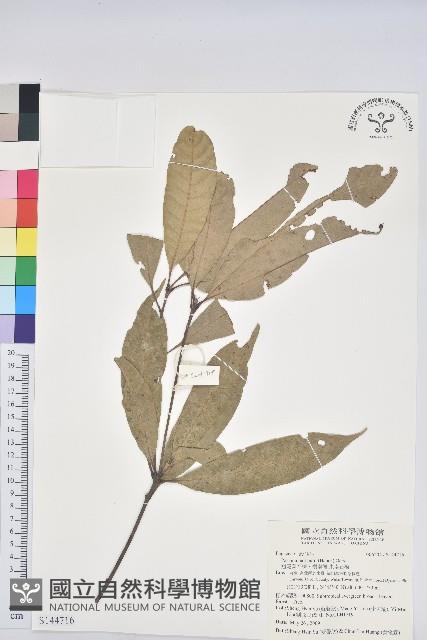 短尾葉石櫟、嶺南柯`東南石櫟藏品圖，第1張