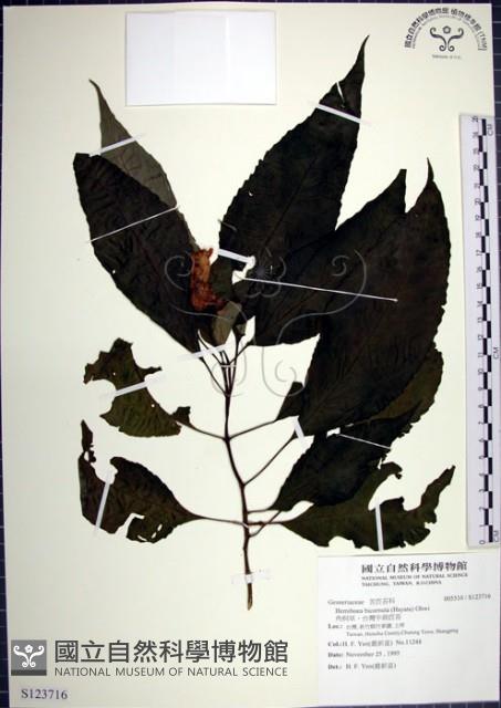 角桐草、台灣半蒴苣苔藏品圖，第1張