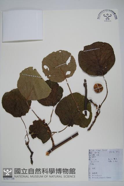 獼猴桃、奇異果藏品圖，第1張