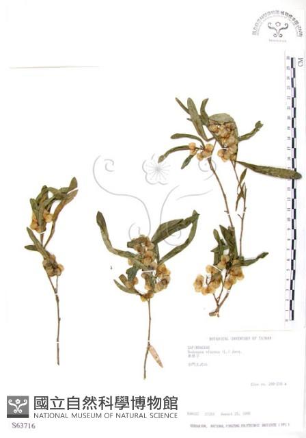 車桑子藏品圖，第1張