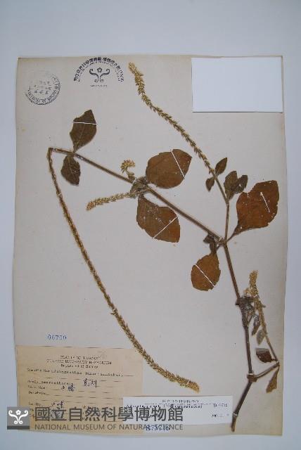 土牛膝藏品圖，第1張