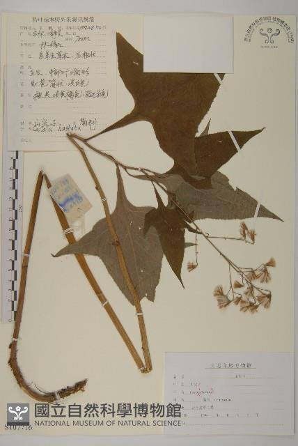 山尖子藏品圖，第1張