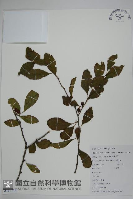 鼠李冬青、滿樹星藏品圖，第1張