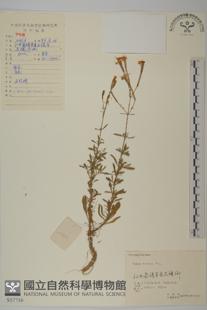 蠅子草藏品圖，第1張