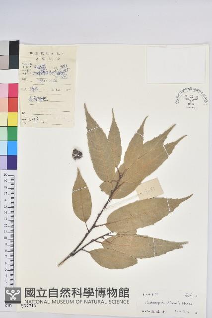 桂林栲藏品圖，第1張