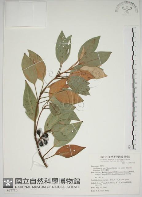 金新木薑子藏品圖，第1張