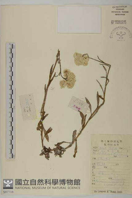 黃腺香青藏品圖，第1張