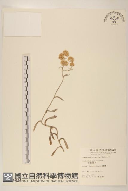 秋鼠麴草藏品圖，第1張