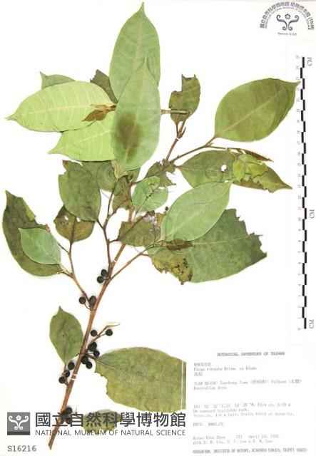 白肉榕藏品圖，第1張