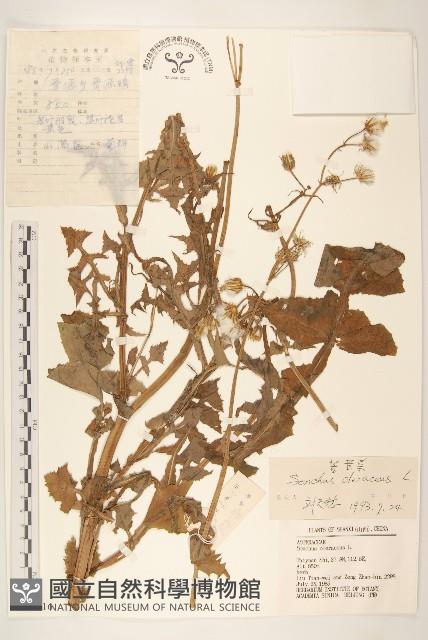 苦滇菜、苦菜藏品圖，第1張