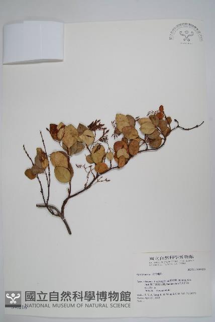 登錄號:S046216藏品圖，第1張