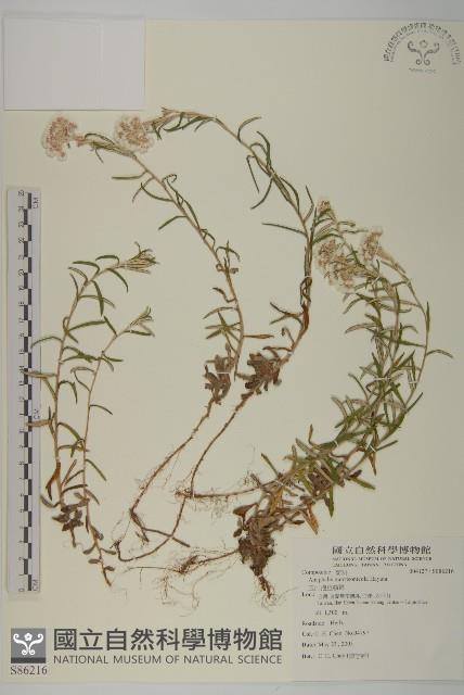玉山抱莖籟簫藏品圖，第1張