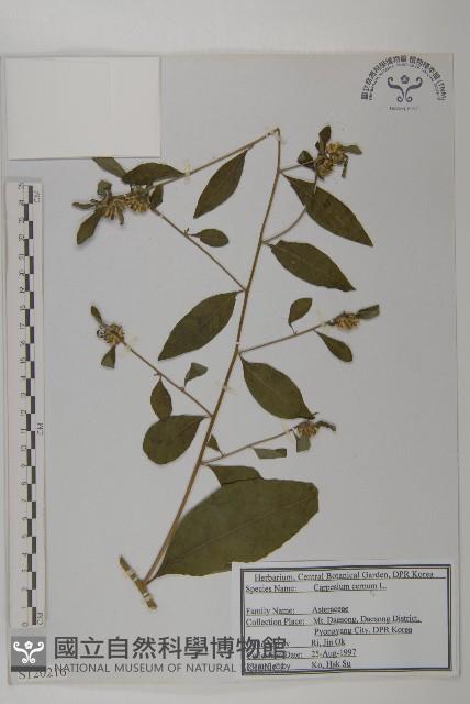 杓兒菜藏品圖，第1張