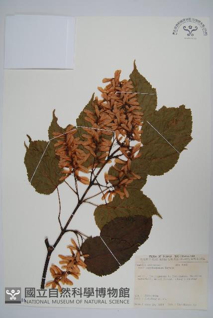 臺灣紅榨槭藏品圖，第1張