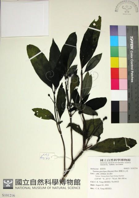 薄葉玉心花藏品圖，第1張