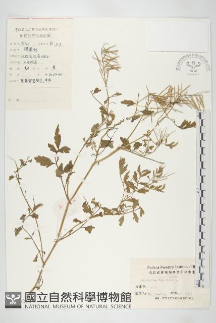 水花菜藏品圖，第1張