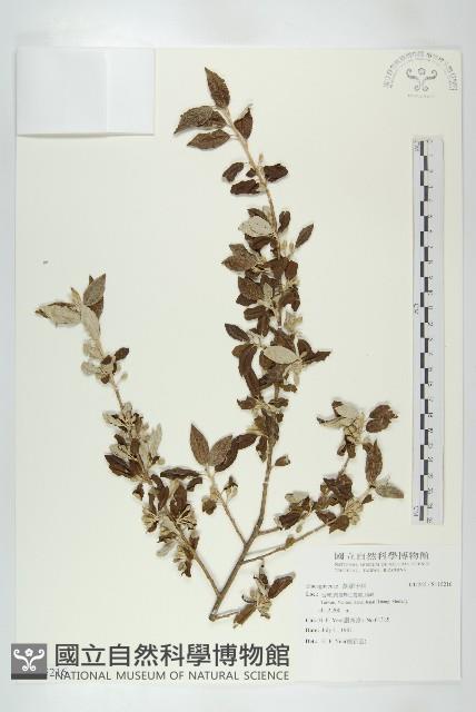 登錄號:S115216藏品圖，第1張