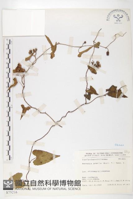 菜欒藤藏品圖，第1張