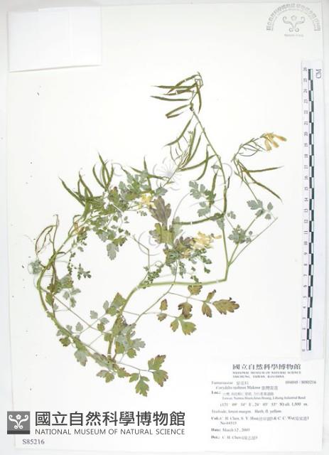 臺灣黃菫藏品圖，第1張