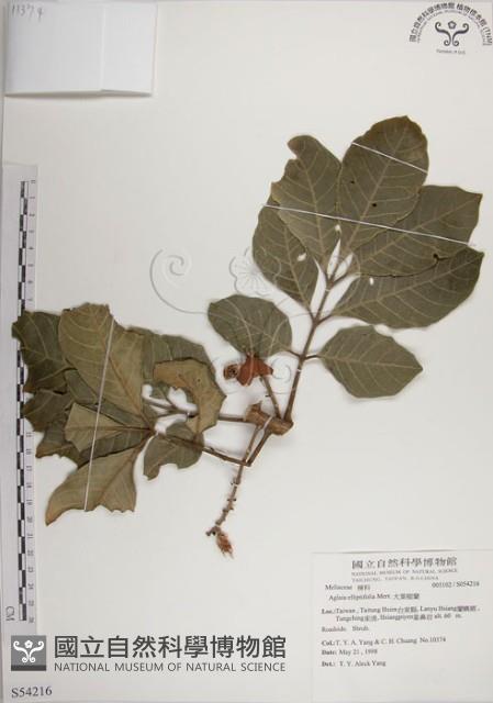 大葉樹蘭藏品圖，第1張