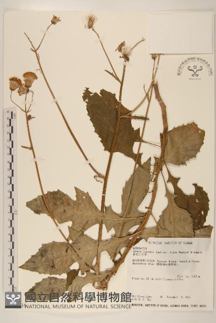 黃花三七草藏品圖，第1張