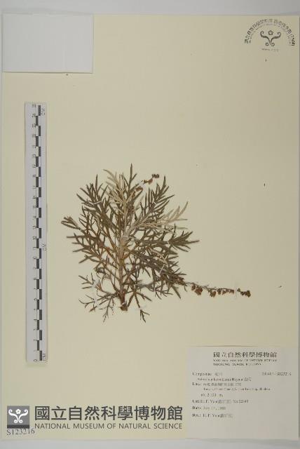 相馬氏艾藏品圖，第1張