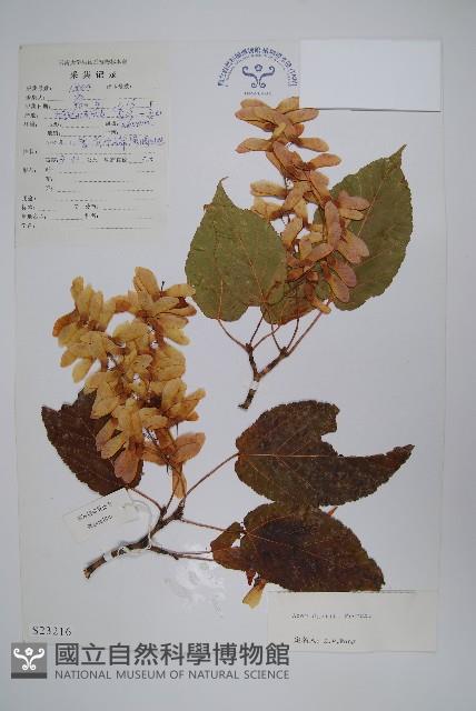 青榨槭藏品圖，第1張