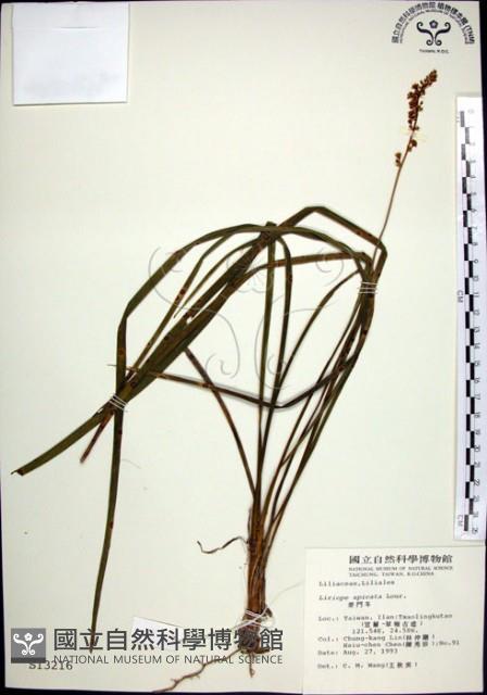 麥門冬藏品圖，第1張