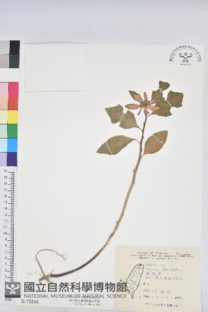 白苞猩猩草藏品圖，第1張