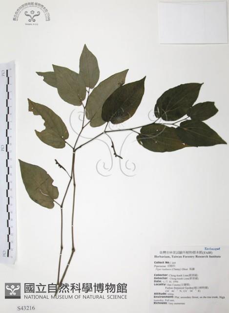 風藤藏品圖，第1張