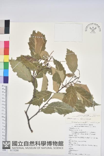 臺灣苦櫧藏品圖，第1張