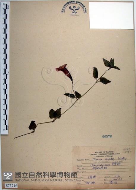 倒地蜈蚣、四角銅鑼藏品圖，第1張