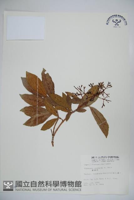 珊瑚樹藏品圖，第1張