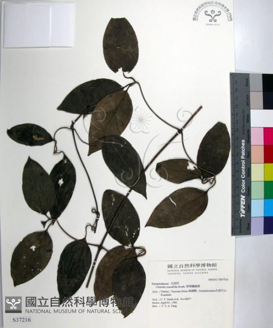 厚葉鐵線蓮藏品圖，第1張