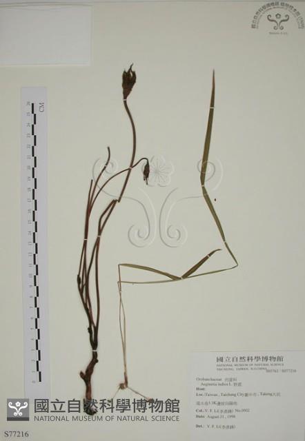 野菰藏品圖，第1張