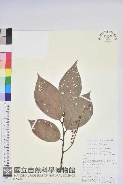 團葉南燭藏品圖，第1張