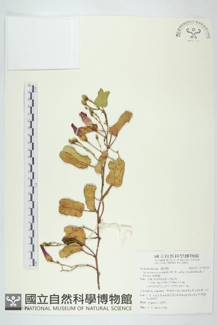 馬鞍藤藏品圖，第1張