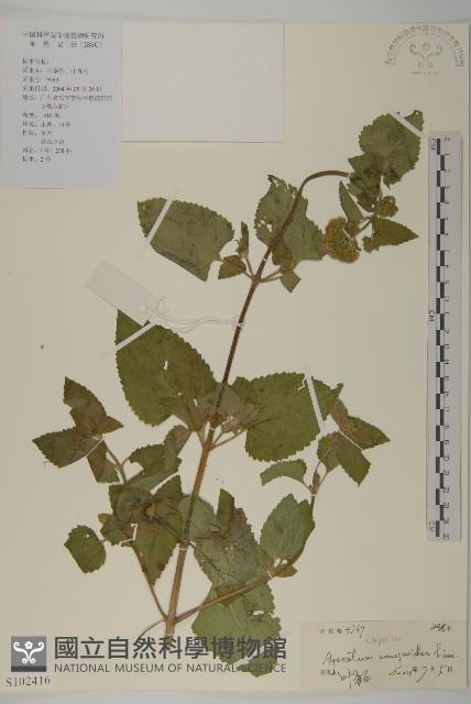 霍香薊藏品圖，第1張