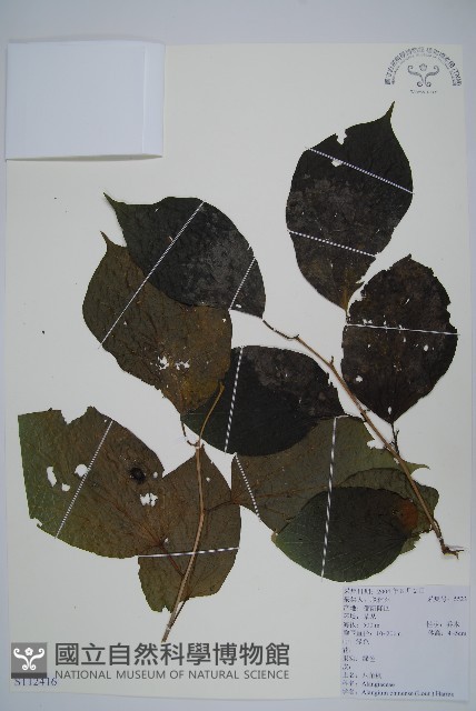 八角楓藏品圖，第1張