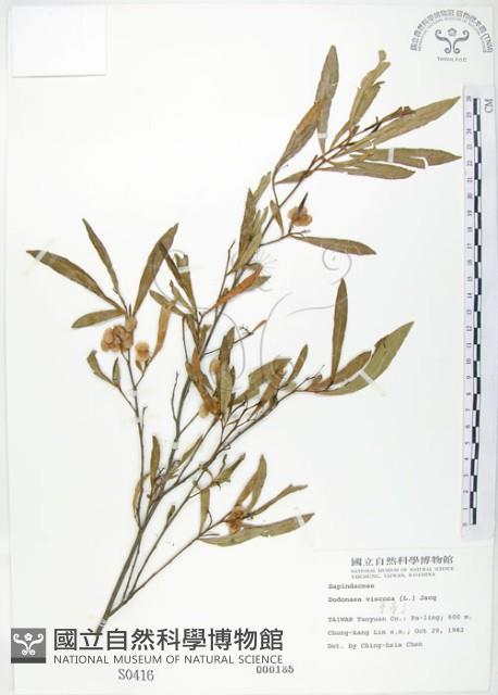 車桑子藏品圖，第1張