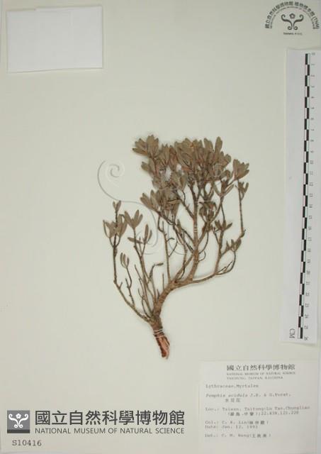 水芫花藏品圖，第1張