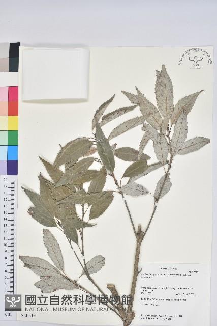 狹葉櫟藏品圖，第1張