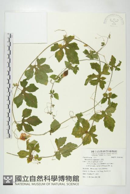 苦瓜藏品圖，第1張