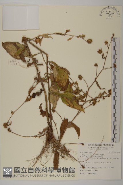 黃金珠藏品圖，第1張