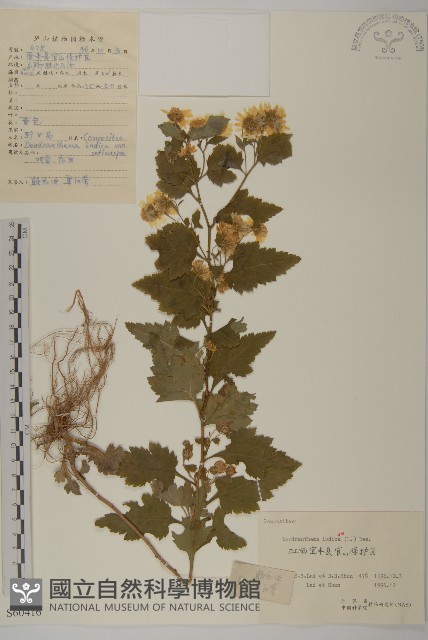 油菊、野菊藏品圖，第1張
