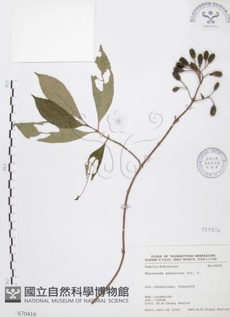 毛玉葉金花藏品圖，第1張