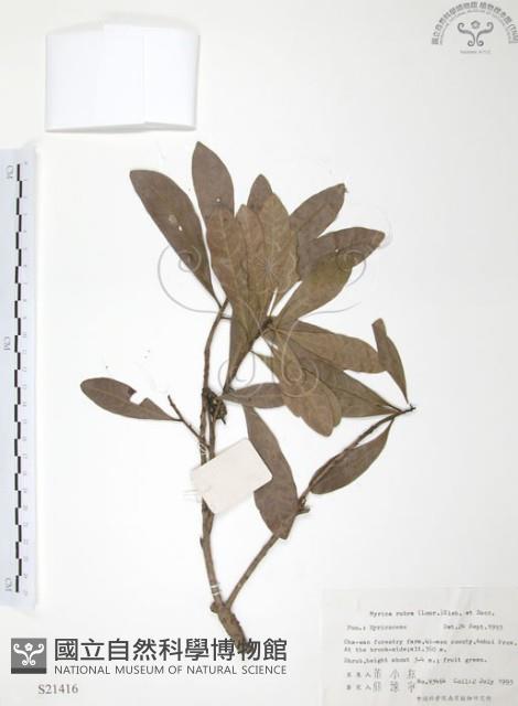 楊梅藏品圖，第1張